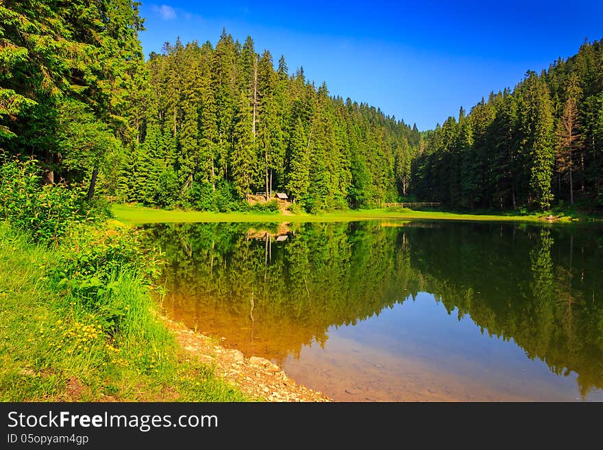 Pine forest and lake early in the morning