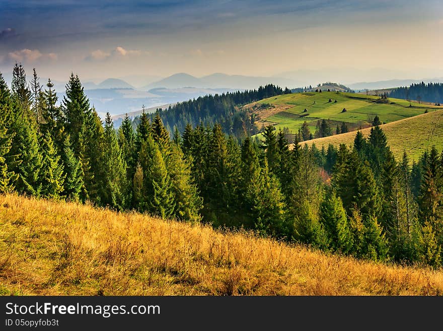 Coniferous forest in mountains at sunset of the autumn day. Coniferous forest in mountains at sunset of the autumn day