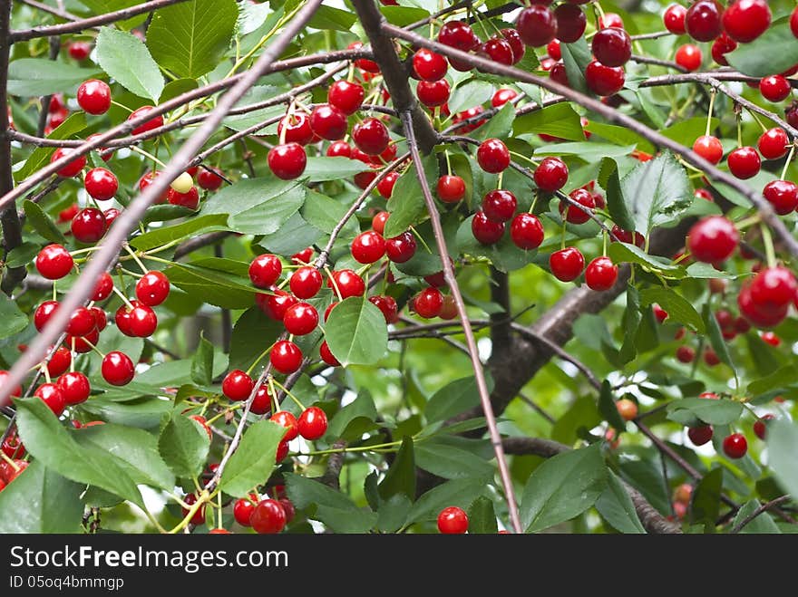 Branch cherry tree, in sunny simmer day