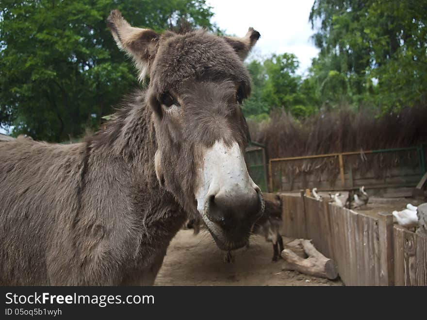 Gray donkey