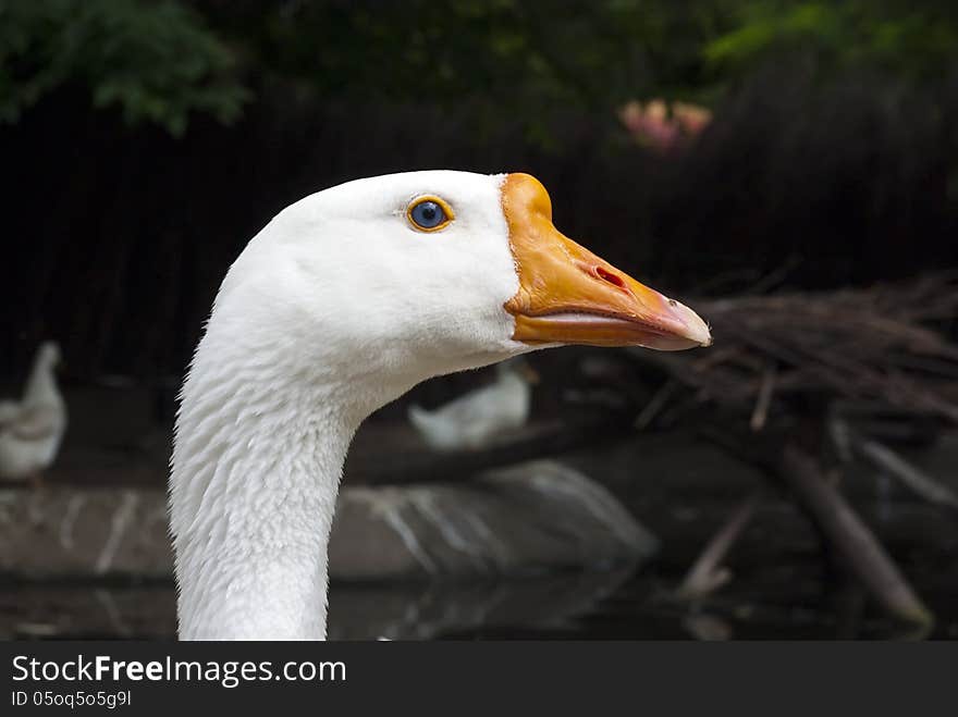 Single white goose closeup head