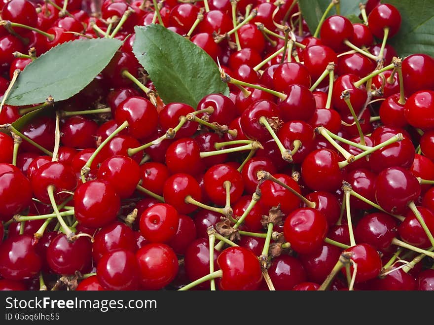 Sweet red cherries, closeup view