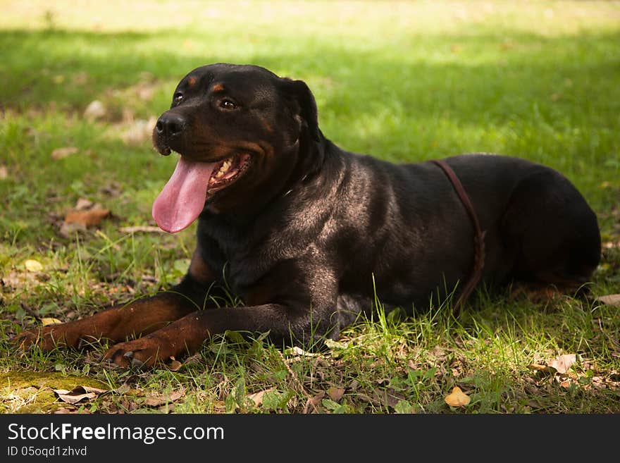 Brown Hound