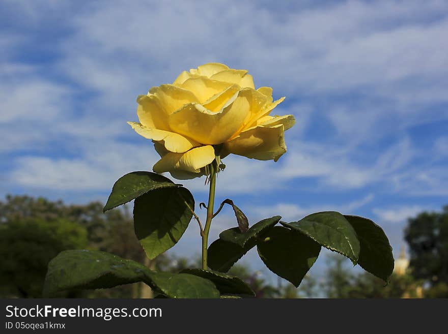 Beautiful single yellow rose growing on a bush outdoors against a cloudy blue sky