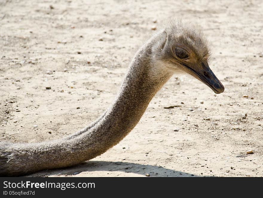 Struthio camelus - Ostrich portrait and neck