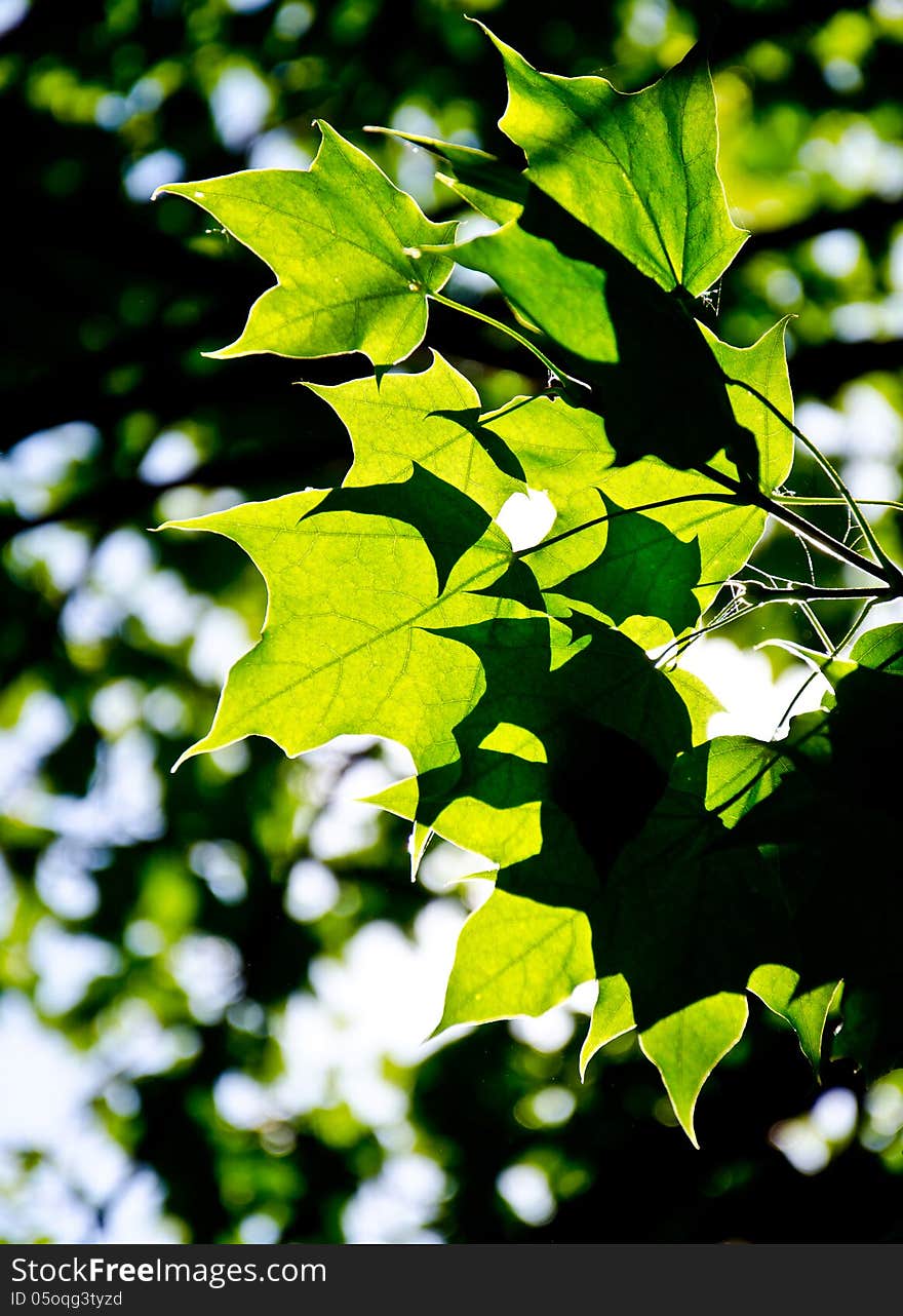 Green leaves in back-light in the forest