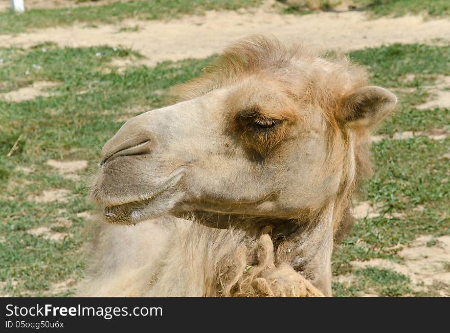 Camel portrait in a Zoo.