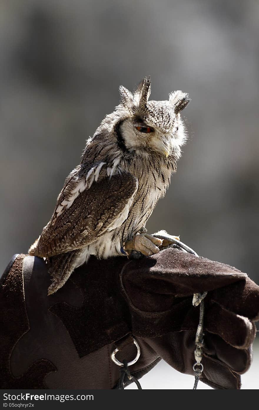 White Faced Scops Owl