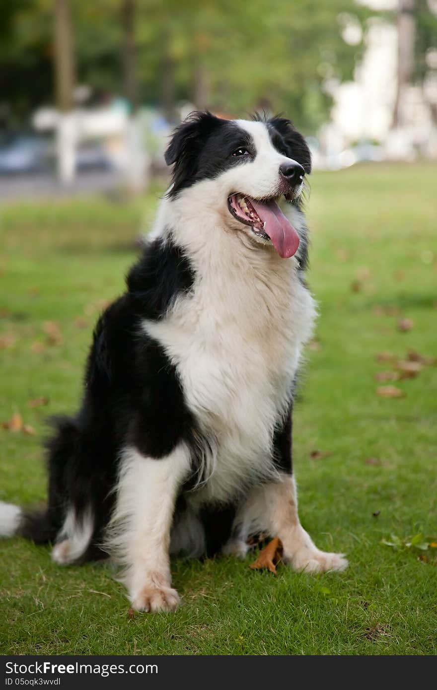 Border Collie