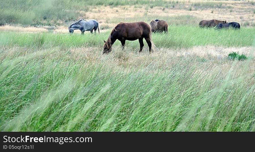 Horses