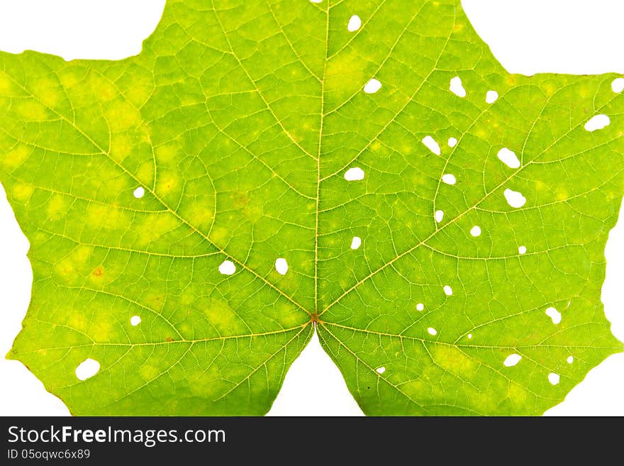 Green leaf with holes isolated on white background. Green leaf with holes isolated on white background