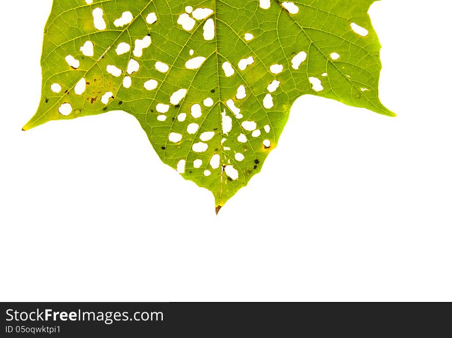 Green leaf with holes isolated on white background. Green leaf with holes isolated on white background