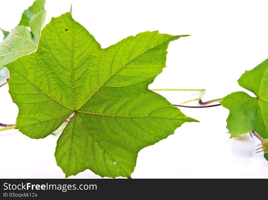 Twig with green leaves on the white background. Twig with green leaves on the white background.