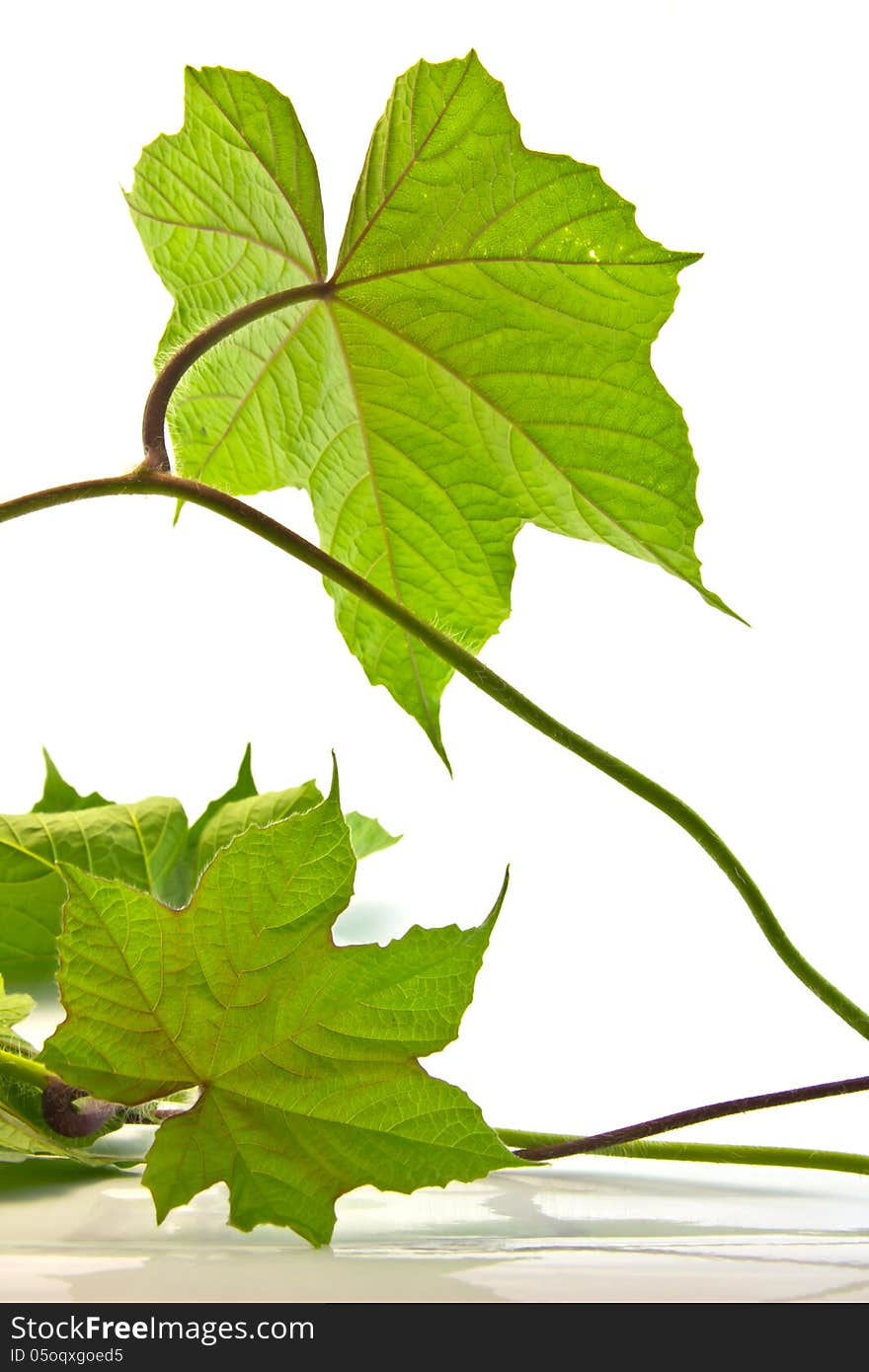 Twig with green leaves on the white background. Twig with green leaves on the white background.