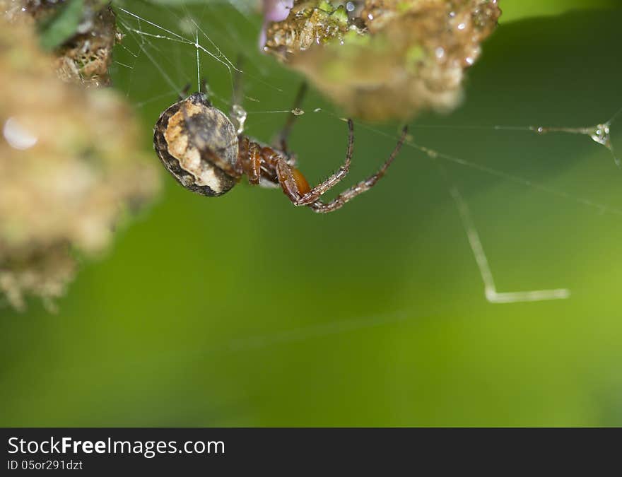 Spiders-крестовики its prey with wide web. Rather, their females - males spiders do not weave the web. Production female spiders on guard, or in the center of the web, either sitting by her side, the signal thread. Spiders-крестовики its prey with wide web. Rather, their females - males spiders do not weave the web. Production female spiders on guard, or in the center of the web, either sitting by her side, the signal thread.