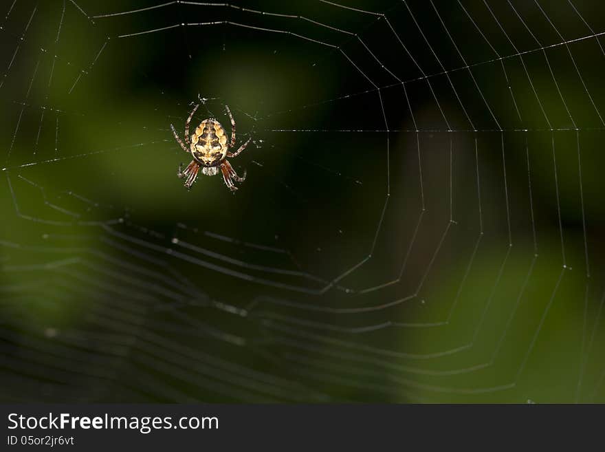 Spiders-крестовики its prey with wide web. Rather, their females - males spiders do not weave the web. Production female spiders on guard, or in the center of the web, either sitting by her side, the signal thread. Spiders-крестовики its prey with wide web. Rather, their females - males spiders do not weave the web. Production female spiders on guard, or in the center of the web, either sitting by her side, the signal thread.