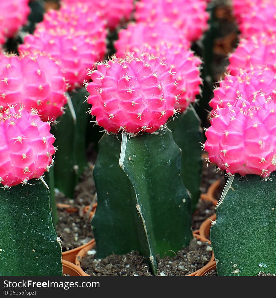 Colorful of cactus at Flower market