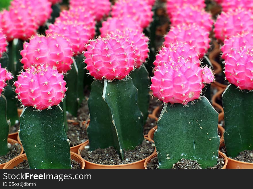 Colorful of cactus at Flower market