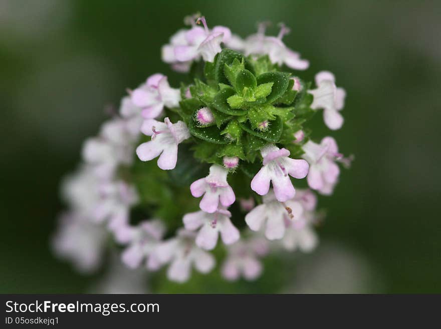 Delicately Flowering Lemon Thyme