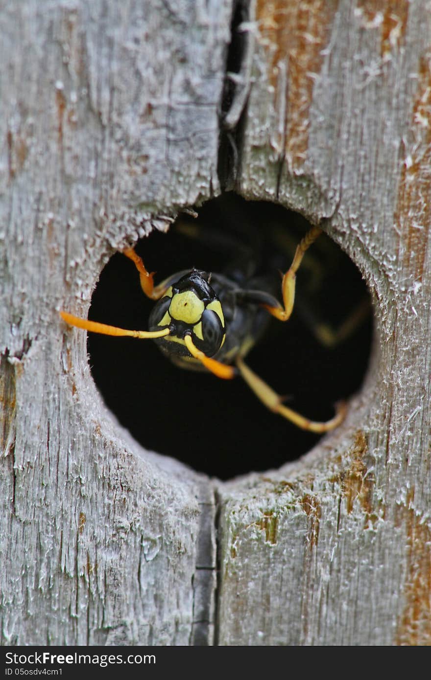 A close up of a wasp emerging upside down from its nest box in our garden. A close up of a wasp emerging upside down from its nest box in our garden.