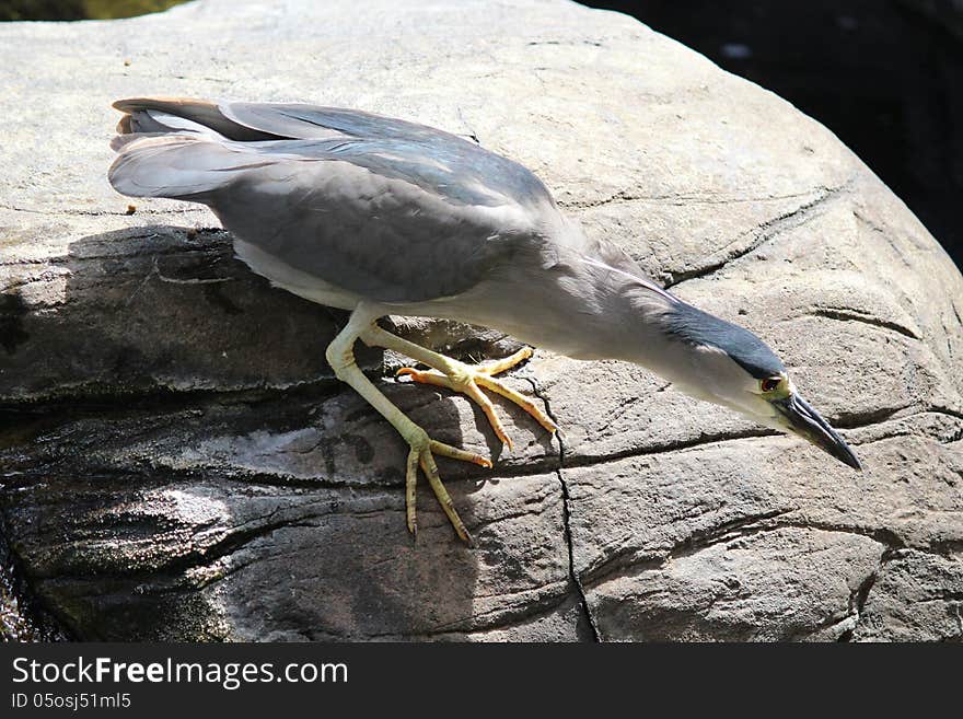 Crowned Night-Heron is hunting for the fish. Picture was taking in Hawaii. Crowned Night-Heron is hunting for the fish. Picture was taking in Hawaii.