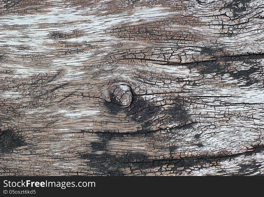 Old tree bark as texture