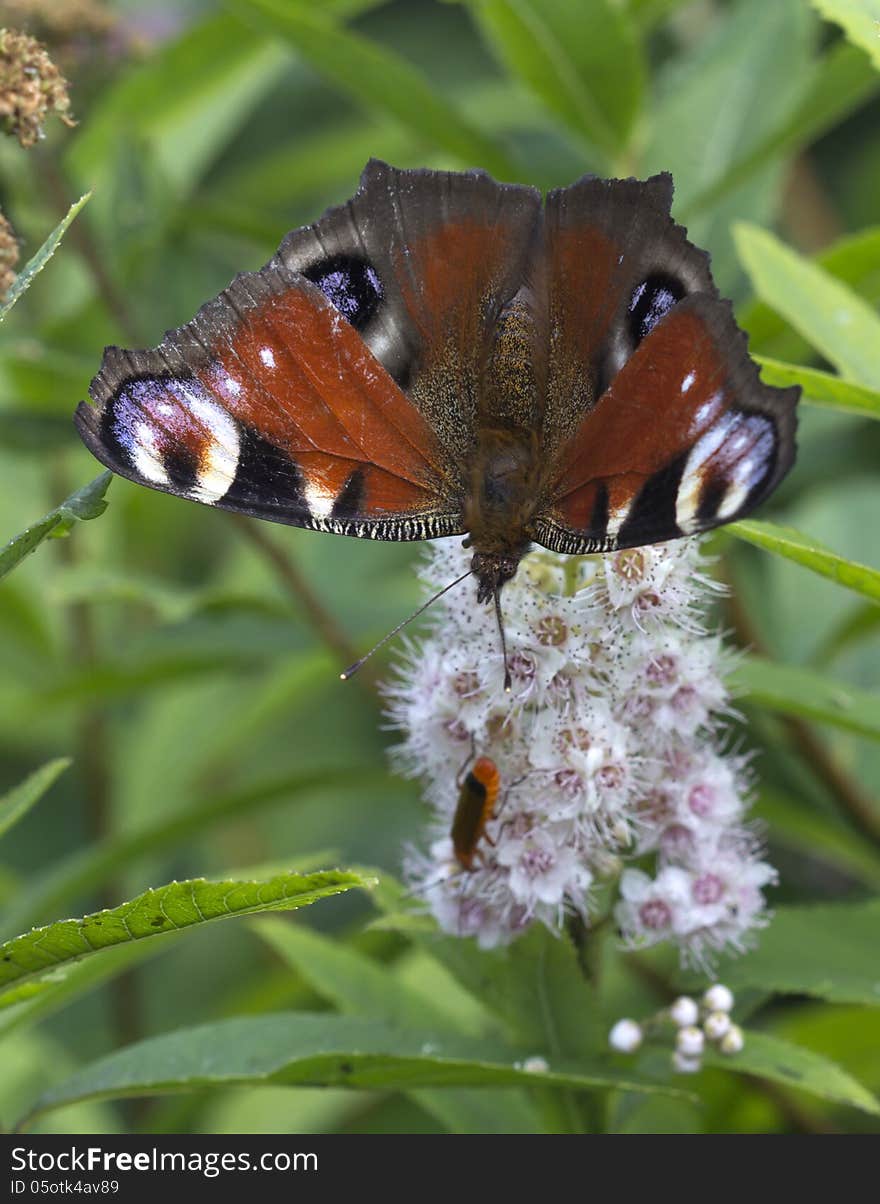 Peacock eye (lat. Inachis io) - day butterfly from a family of nymphalids. One of the most beautiful butterflies in the European part of Russia. Peacock eye (lat. Inachis io) - day butterfly from a family of nymphalids. One of the most beautiful butterflies in the European part of Russia.