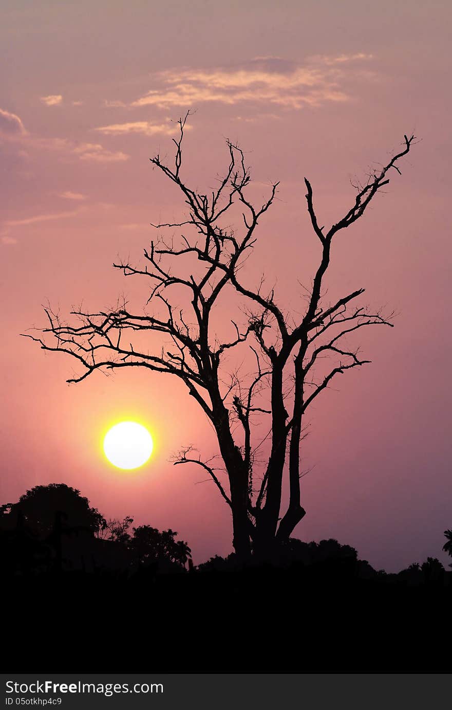 Leafless trees on orange sunset and white clouds on evening. Leafless trees on orange sunset and white clouds on evening