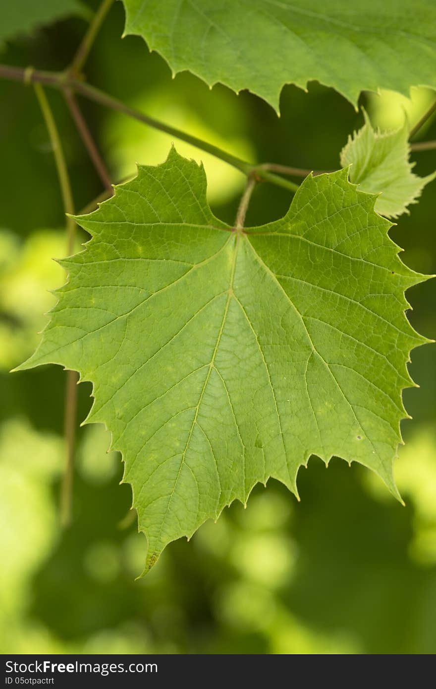 Grape Leaves Close-up