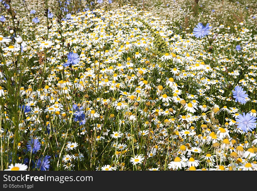 Chamomiles and cornflowers wild flowers meadow