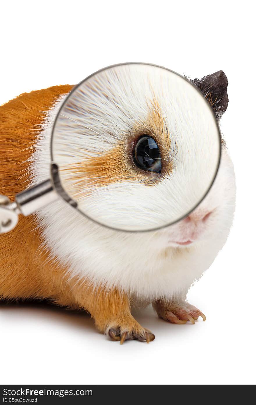 Guinea pig looks throught a magnifying glass on white background