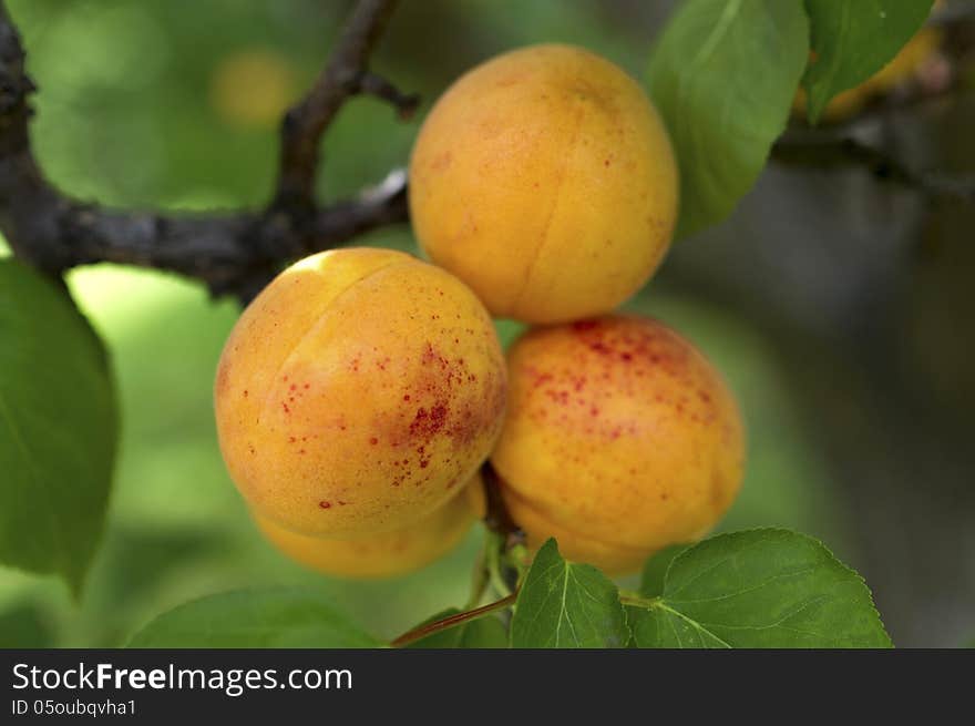 Fresh apricots on the apricot tree. Fresh apricots on the apricot tree.