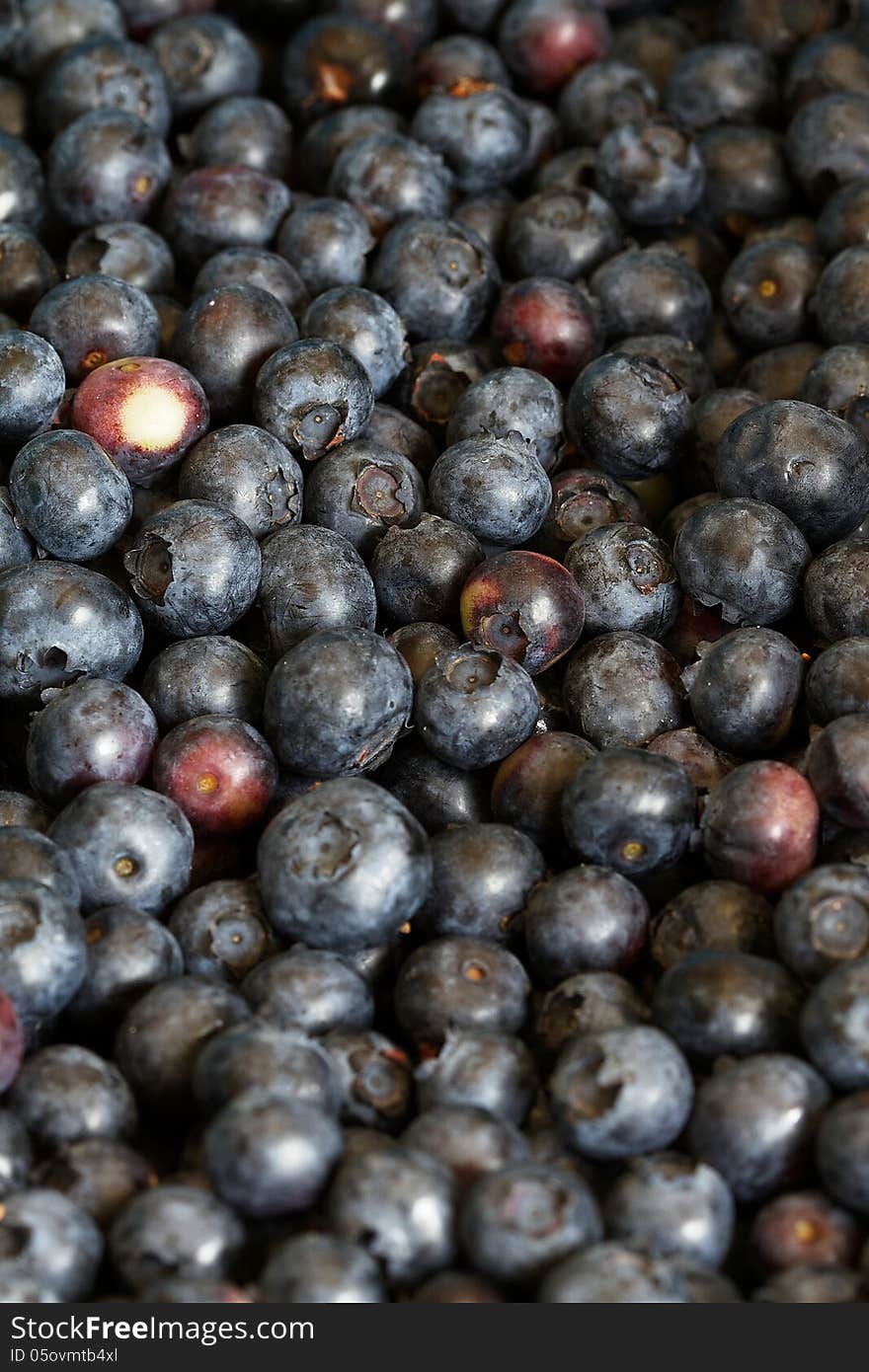 Fresh Blueberries