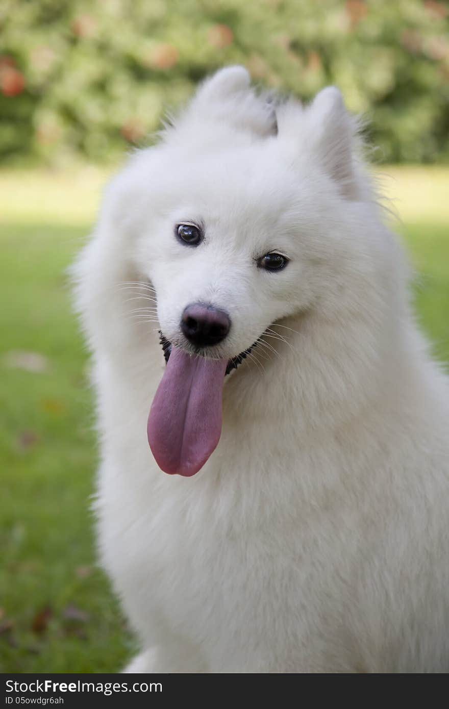 White  Samoyed