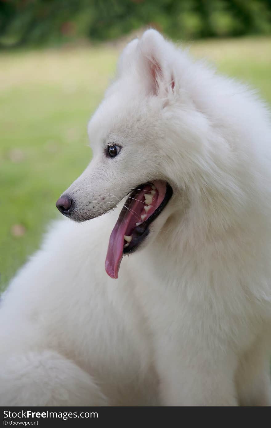 White  Samoyed