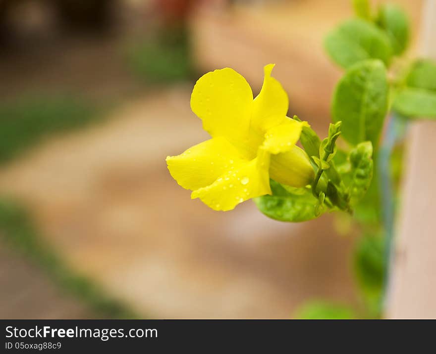 Allamanda, Golden Trumpet Flower in the garden