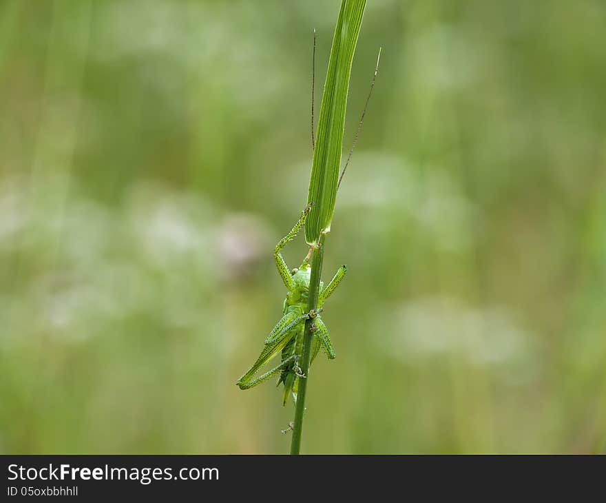 Green grasshopper with long legs and antennas on a bent.