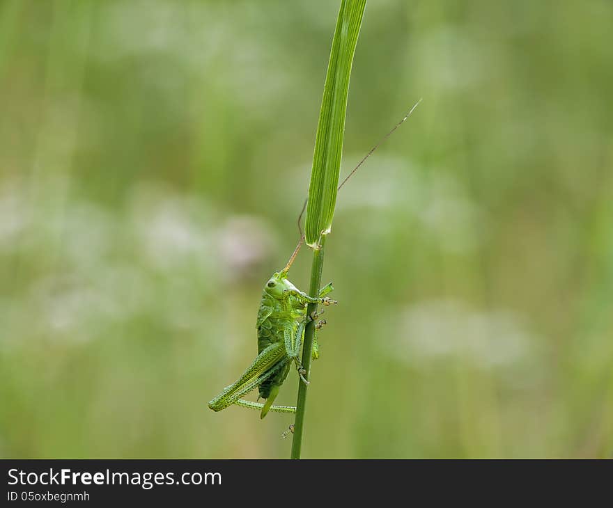 Green grasshopper with long legs and antennas on a bent.