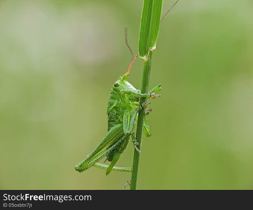 Green grasshopper with long legs and antennas on a bent.