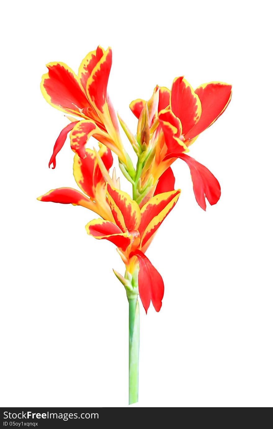 Red Canna lily isolated on white background