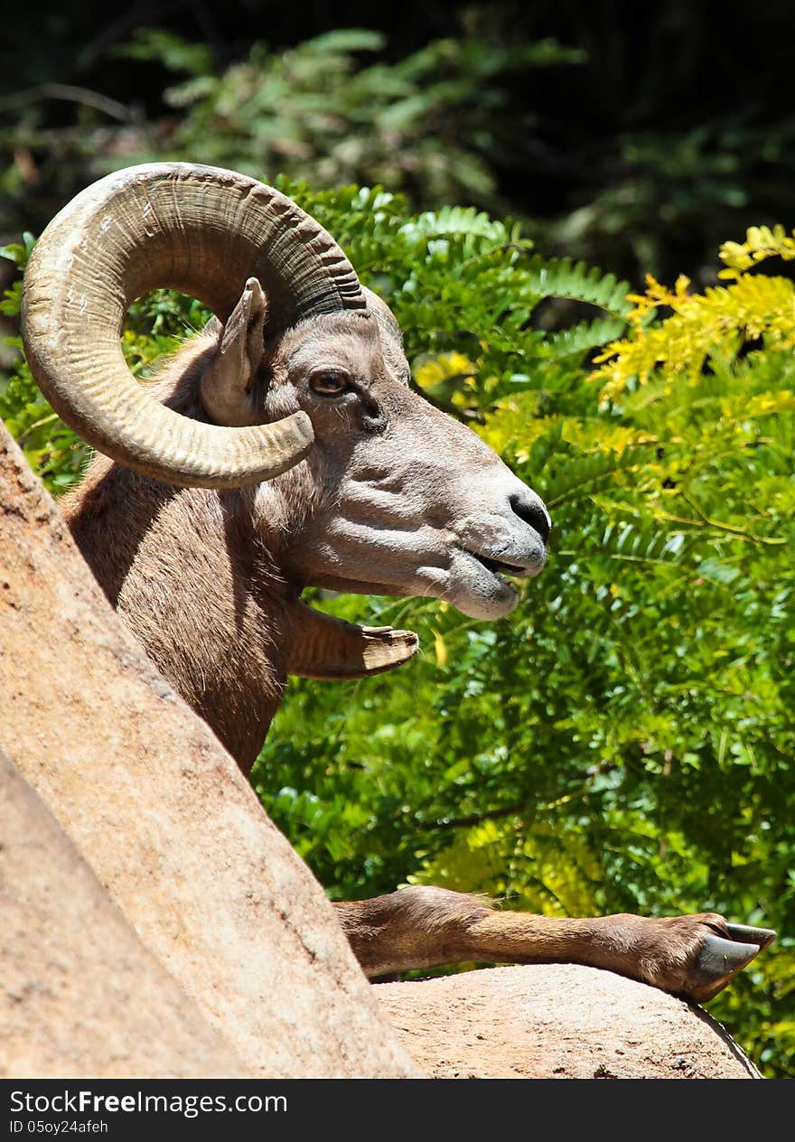 Male Desert Bighorn Sheep Resting On Rock With Green Background. Male Desert Bighorn Sheep Resting On Rock With Green Background