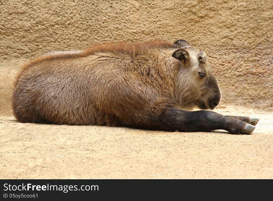 Young Sichuan Takin Resting In Sunshine