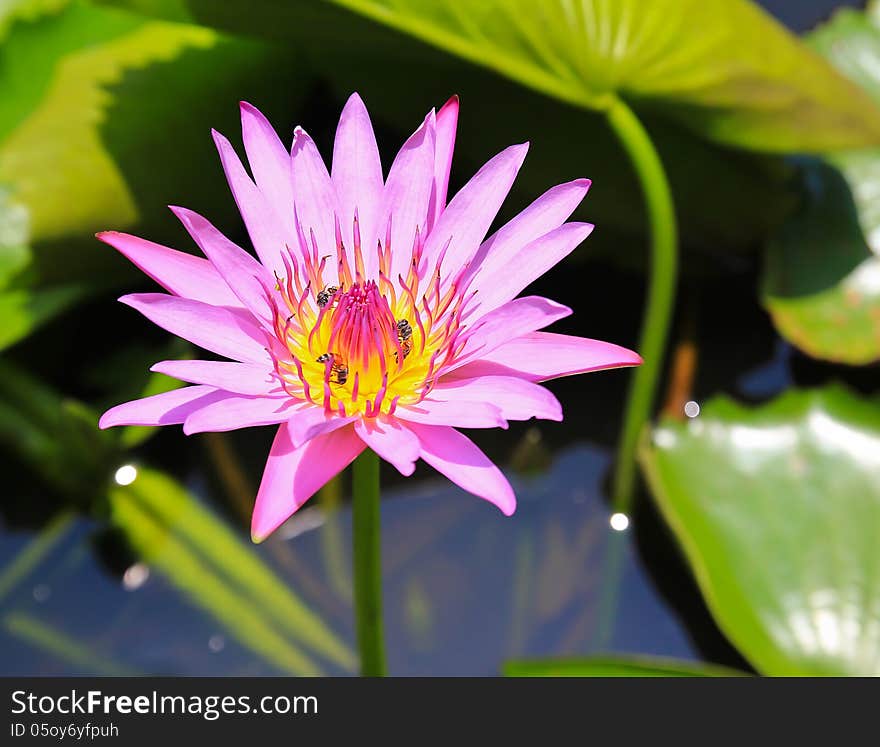 Fresh pink lotus in pot. Fresh pink lotus in pot