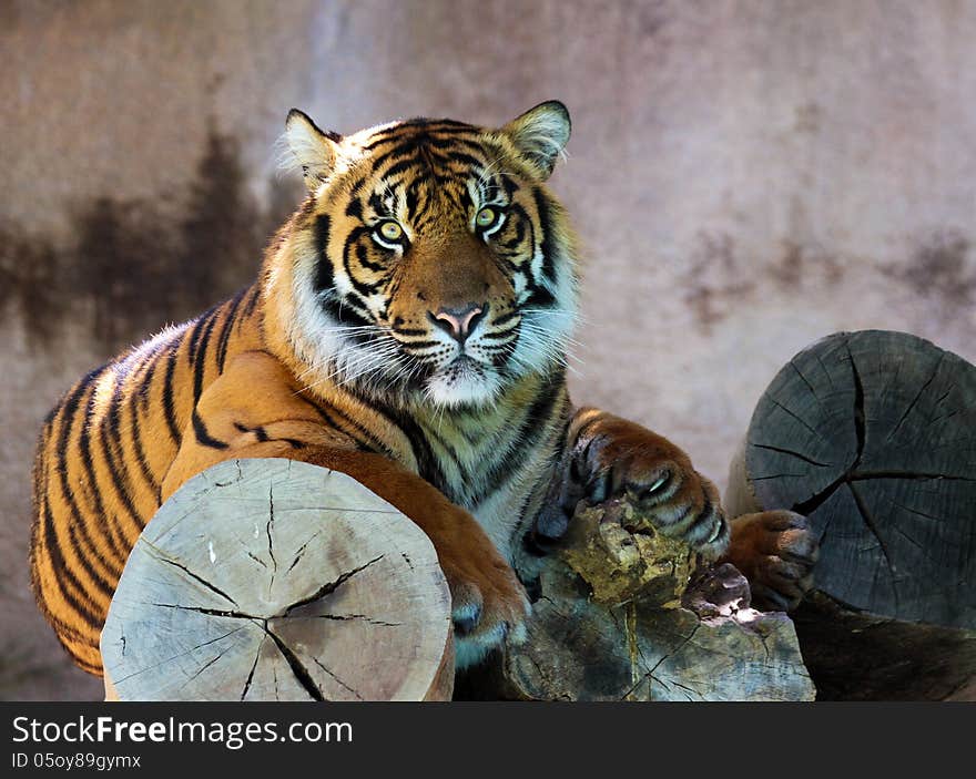 Young Asian Tiger Resting In The Shade