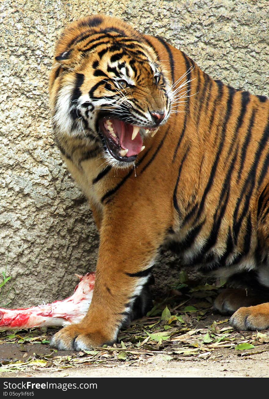 Asian Tiger Growling and protecting Large Bone