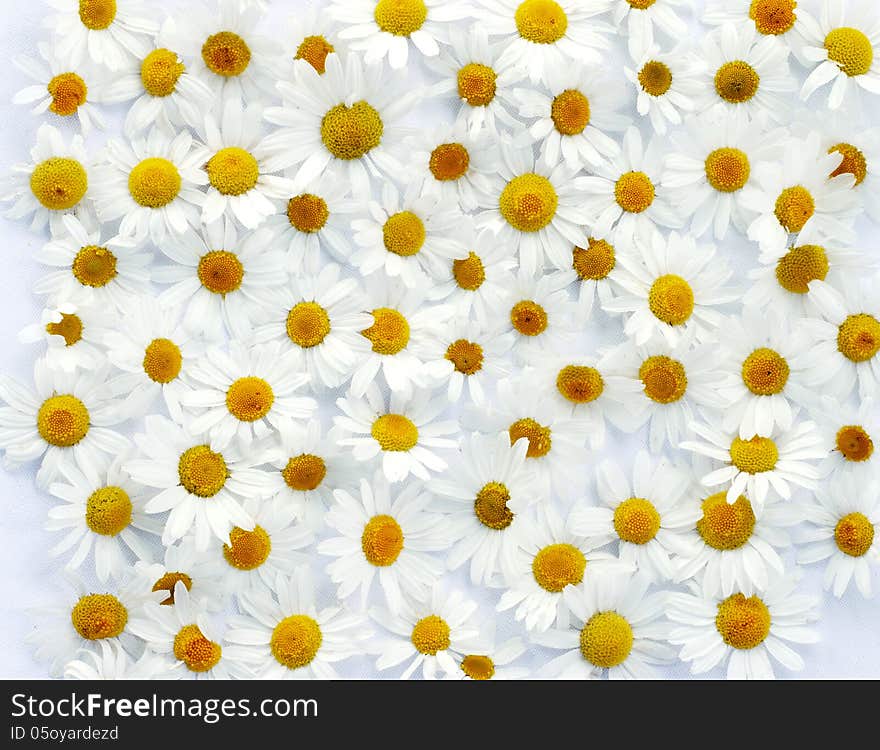 Fieldflowers chamomile