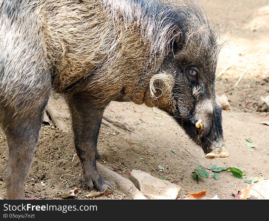 Close Up Profile Detail Of Philippine Warty Pig