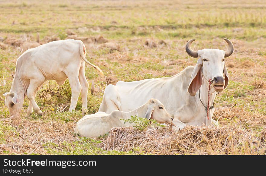 Cow on a summer cornfield in a summer rural landscape