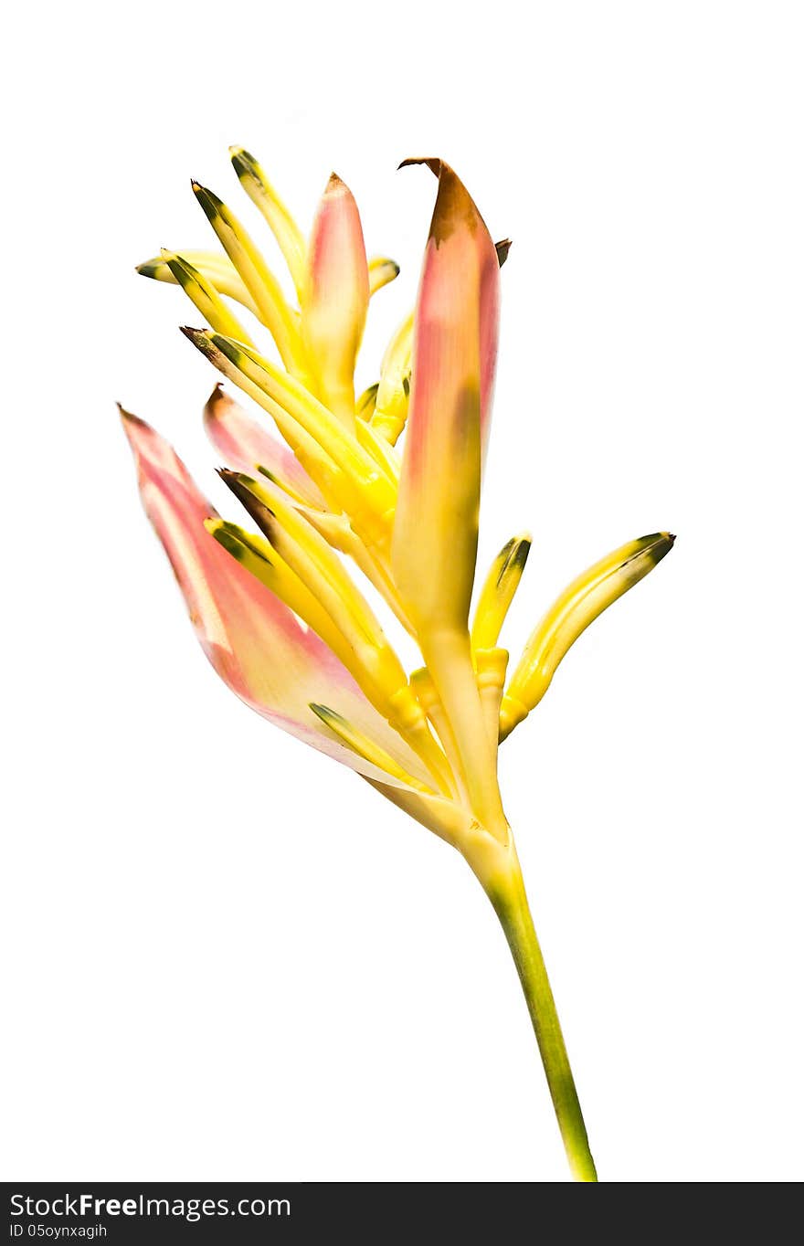 Heliconia Flower Isolated