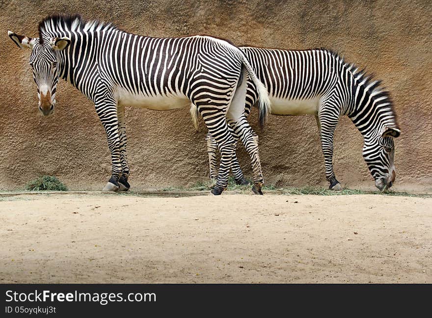 Female Grevy's Zebras Standing back to back